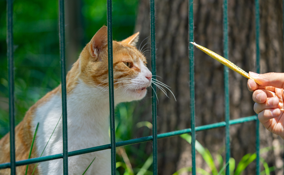 Katze wird gefüttert - Pawsometime