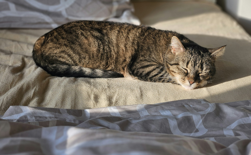 Sonnenschein und Katzen - Pawsometime