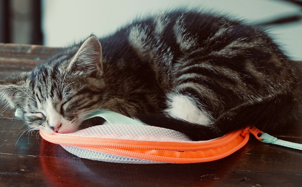 Katze schläft auf der Tasche - Pawsometime