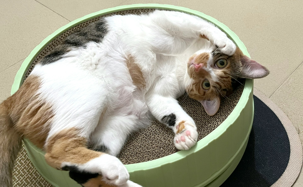 Warum schlafen Katzen so viel - Pawsometime