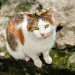 Wann verlieren Katzen ihre Milchzähne? Leitfaden zur Zahnungspflege bei Kätzchen
