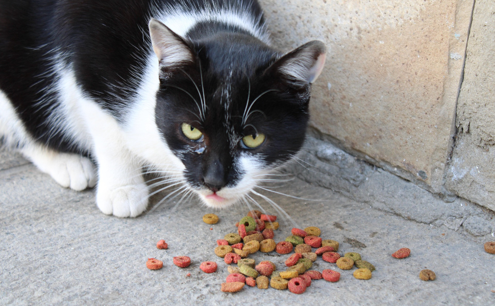 Katze frisst Katzenfutter - Pawsometime