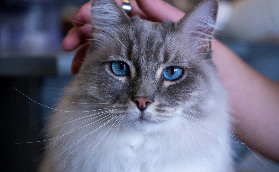 Blauäugige Katze - Pawsometime