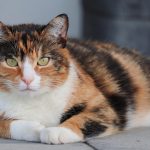 Wie alt sind Katzen in Menschenjahren? Wie erkennen Sie, dass Ihre Katze alt wird?