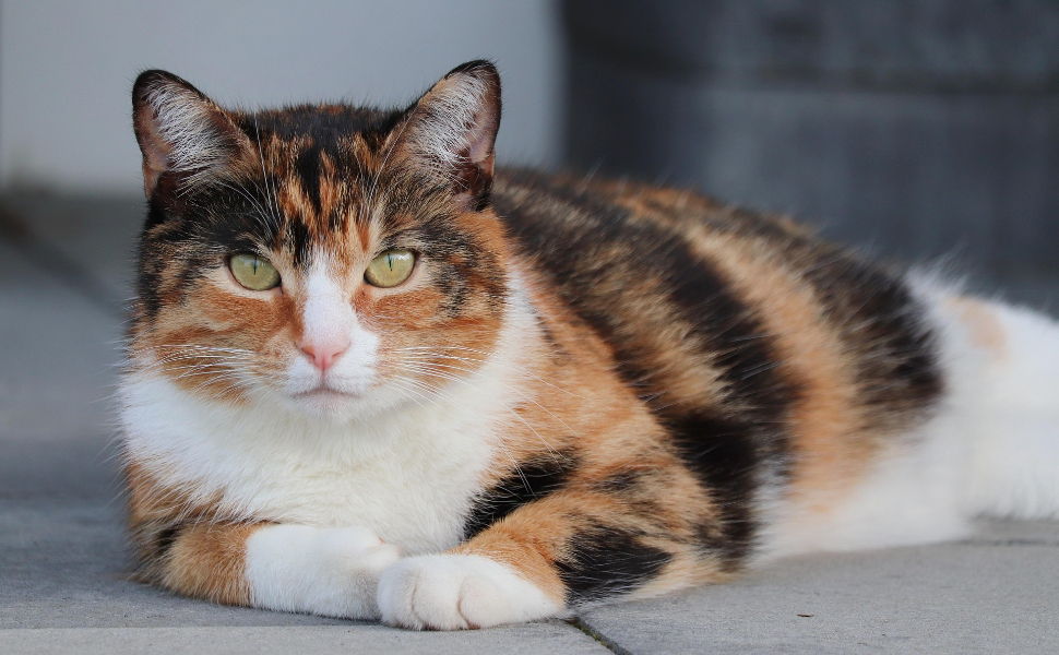 Wie alt sind Katzen in Menschenjahren? Wie erkennen Sie, dass Ihre Katze alt wird?