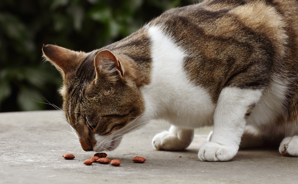 Katze frisst - Pawsometime