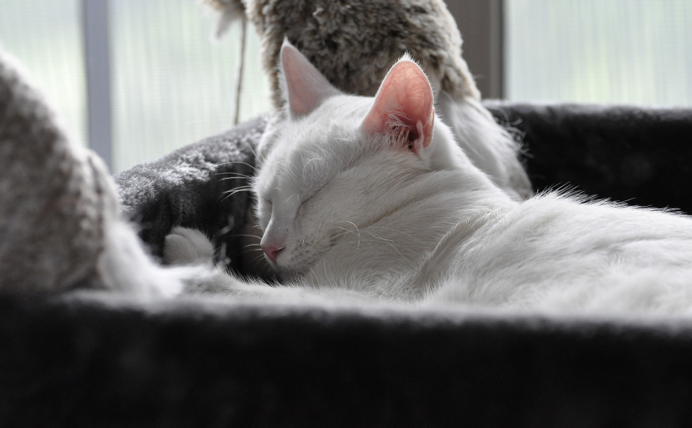weiße Katze - Pawsometime