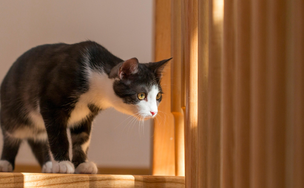 Ernsthafte Katze - Pawsometime