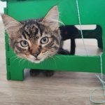 Möchten Sie selbst Katzenbaum bauen? Dieses Design kann Katzen zufriedener machen!
