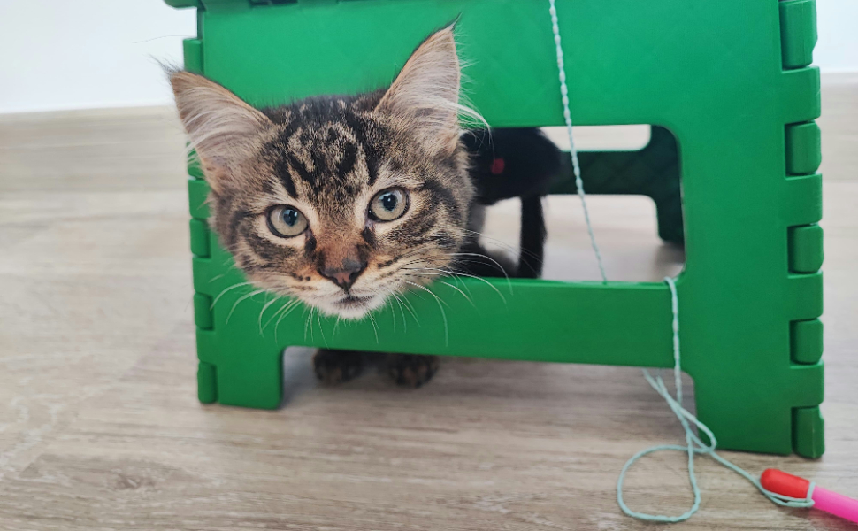 Möchten Sie selbst Katzenbaum bauen? Dieses Design kann Katzen zufriedener machen!