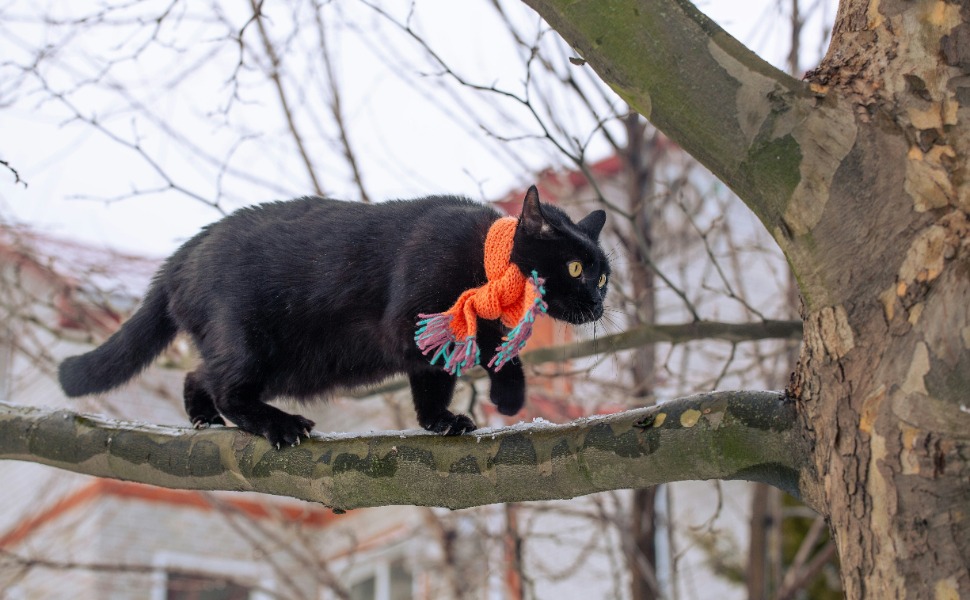 Schwarze Katze - Pawsometime