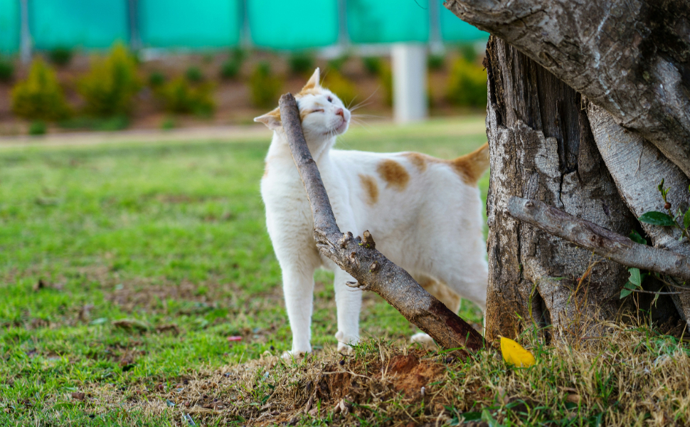 Katze reibt sich am Baum - Pawsometime