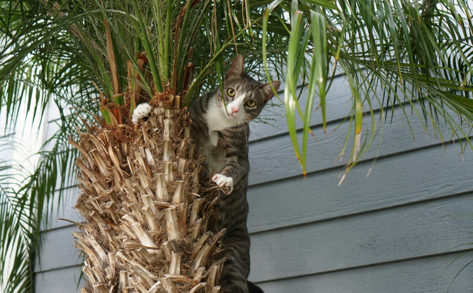 Katze im Baum - Pawsometime