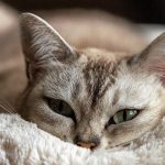 Warum sabbern Katzen? Wie man mit übermäßiger Speichelproduktion umgeht