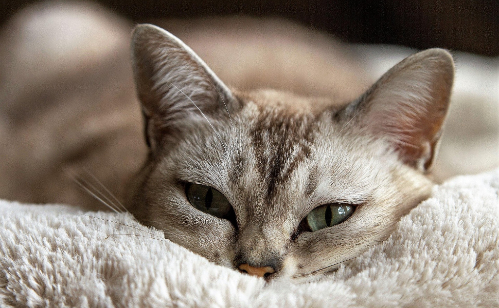 Warum sabbern Katzen? Wie man mit übermäßiger Speichelproduktion umgeht