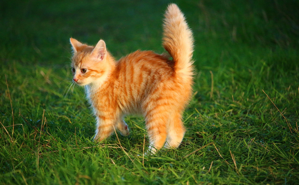 Pelzige Katze - Pawsometime