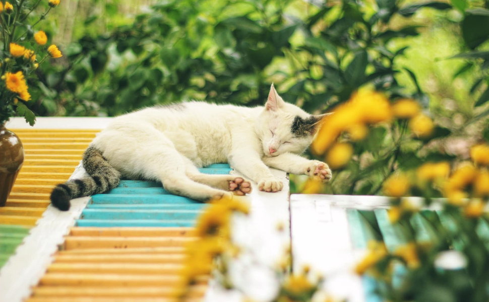 Warum sabbern Katzen - Pawsometime
