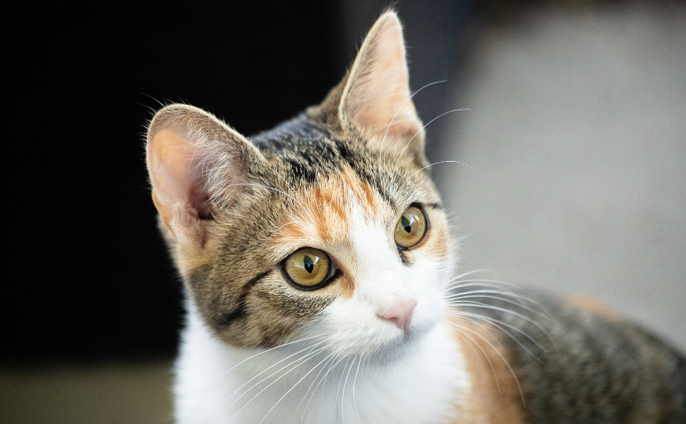 Süße Katze - Pawsometime