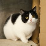 Warum pinkelt meine Katze überall herum? Wie oft sollte der Katzenkasten gereinigt werden?