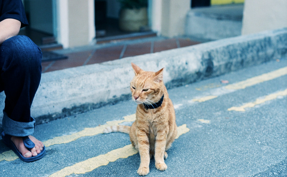 Nicht überzeugte Katze - Pawsometime