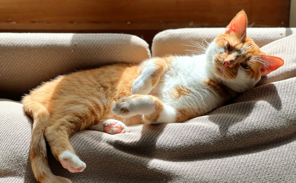 Orange Katze - Pawsometime