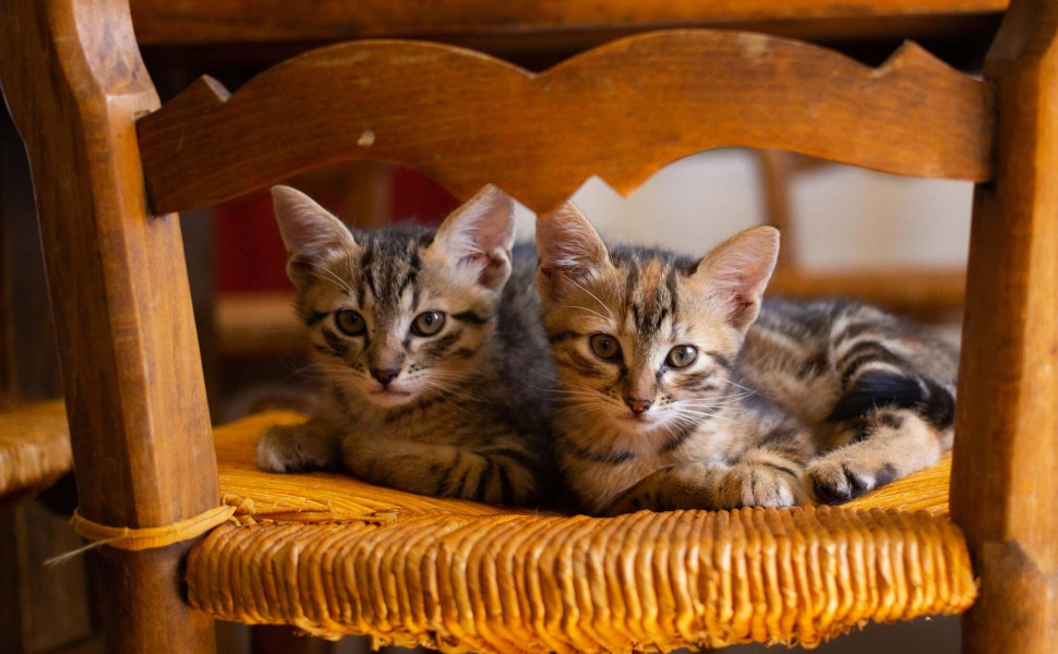 Zwei Katzen - Pawsometime