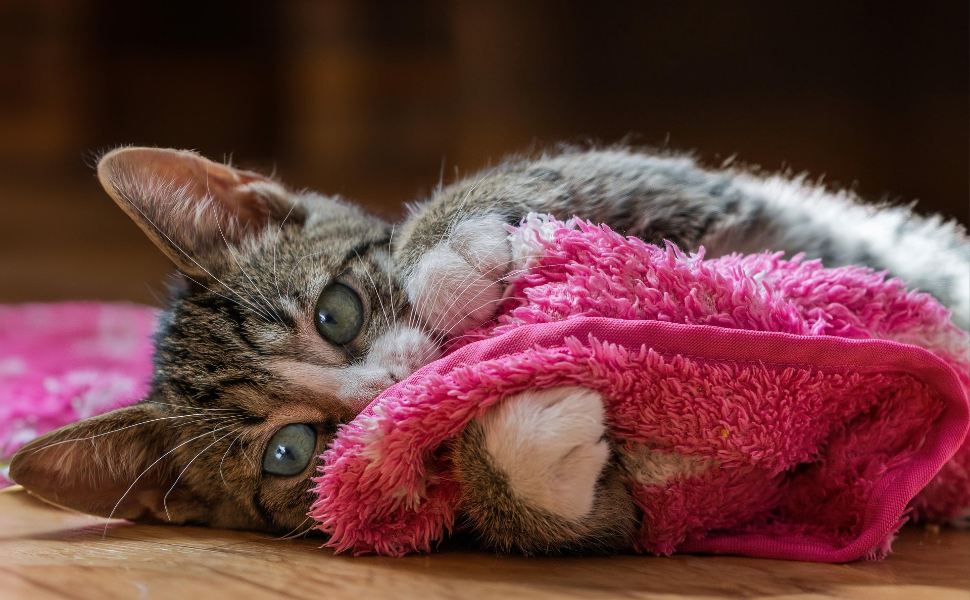 Katze mit Handtuch - Pawsometime