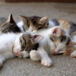 Wann ist eine Katze ausgewachsen? Wie erkennen Sie die Reife