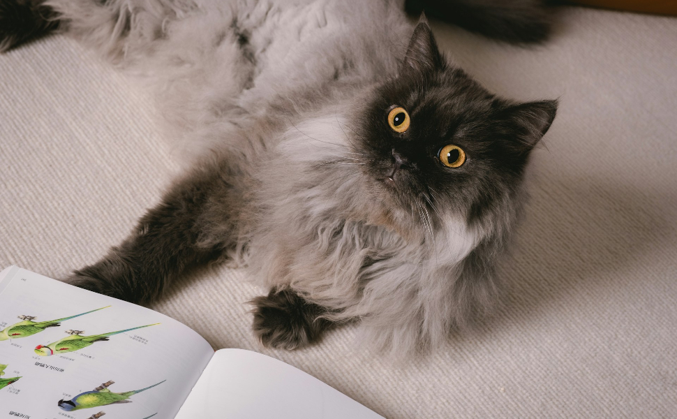 Wann ist eine Katze ausgewachsen - Pawsometime