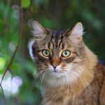 Wie viele Leben haben Katzen? – Wie ihr Verhalten ihr Überleben unterstützt