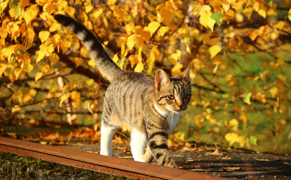Spaziergang mit der Katze - Pawsometime