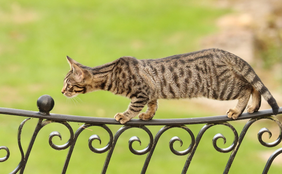 Katze steht auf dem Zaun - Pawsometime