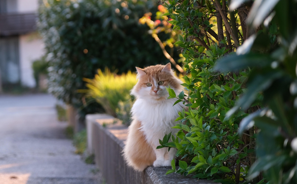 Katze - Pawsometime