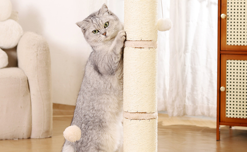 wie viele leben haben katzen - Pawsometime