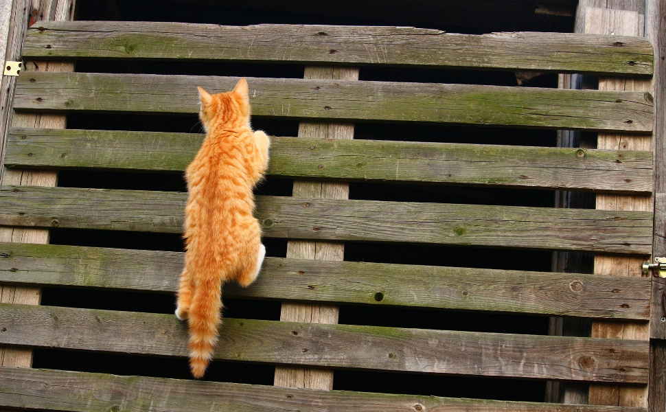 Krabbelnde Katze - Pawsometime