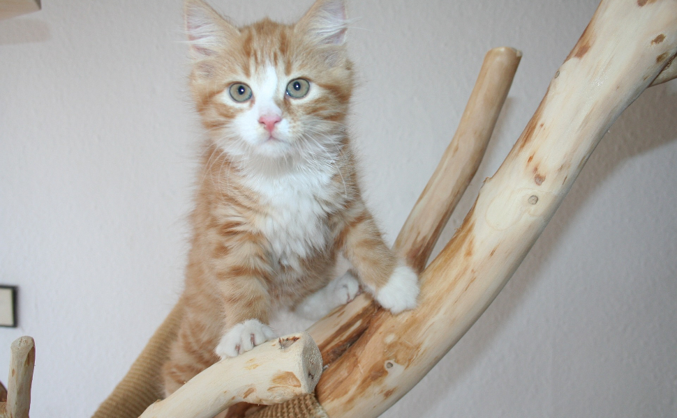 Im Kratzbaum - Pawsometime