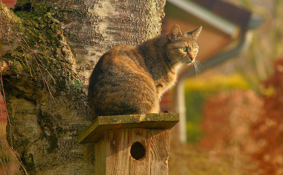 Katze im Baum - Pawsometime