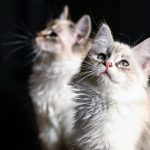 Wie alt kann eine Katze werden? 5 Mythen über das Alter von Katzen