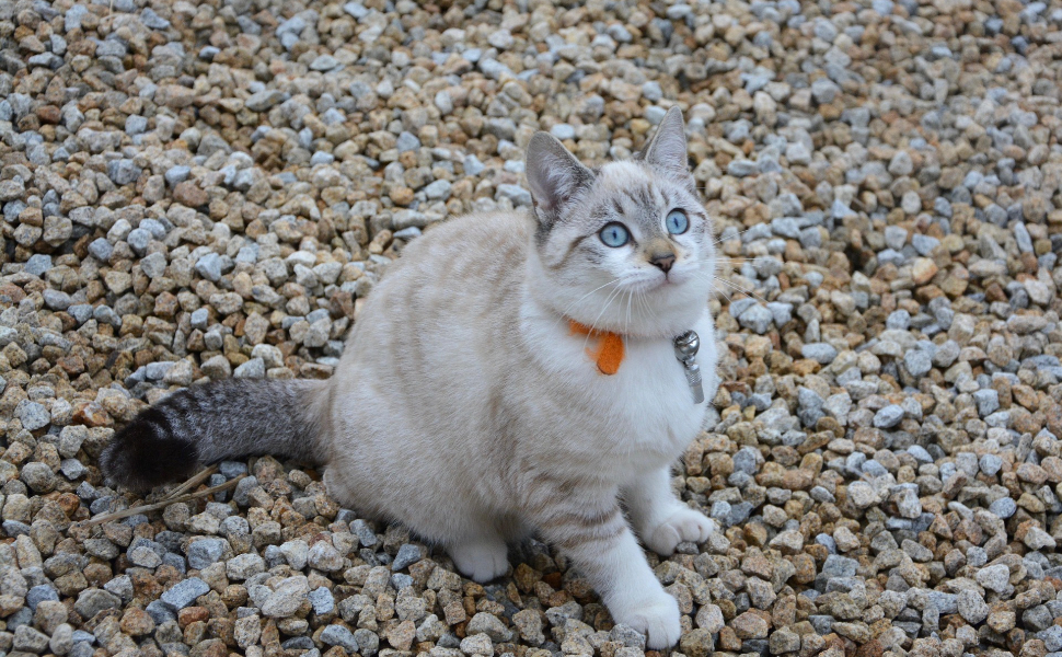 Wie alt kann eine Katze werden - Pawsometime