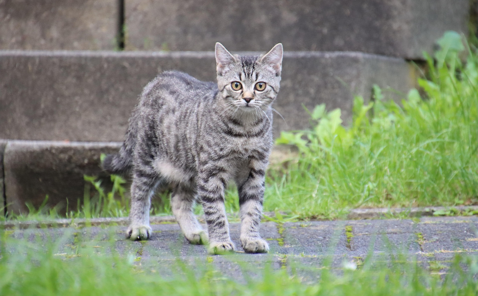 Landkatze - Pawsometime