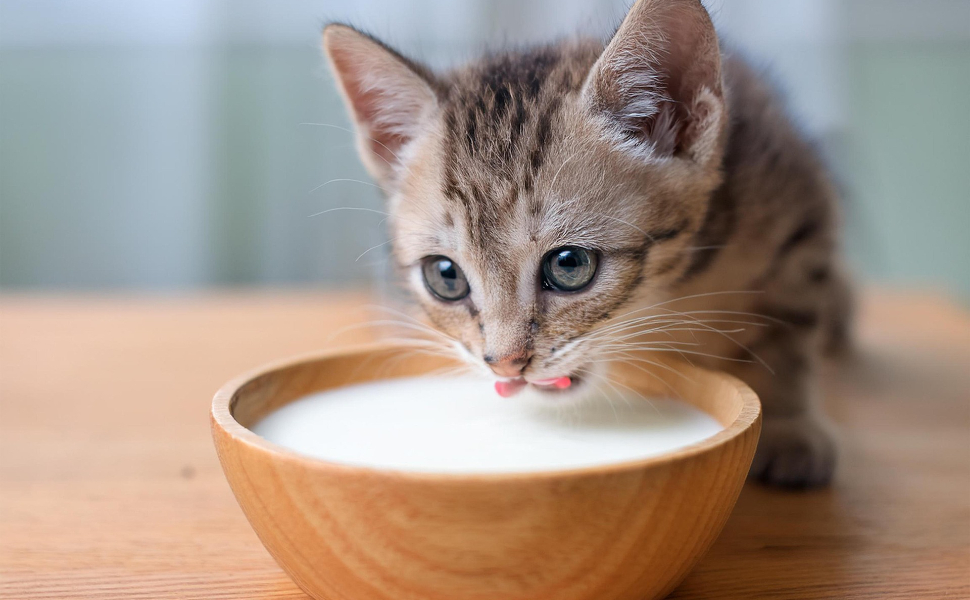 Katzentrinkmilch - Pawsometime