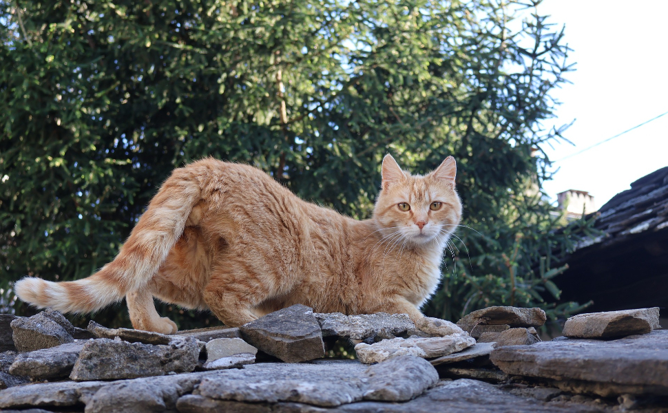 Katze - Pawsometime