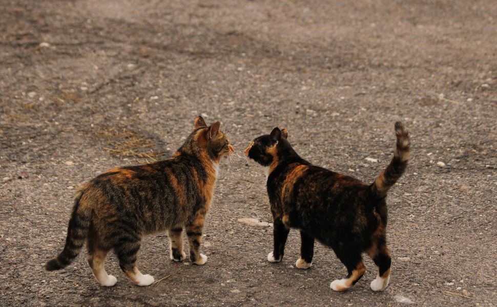 Wann wird die Katze ausgewachsen - Pawsometime