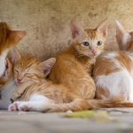 Wann wird die Katze ausgewachsen? – Und ist deine Katze noch ein Teenager?