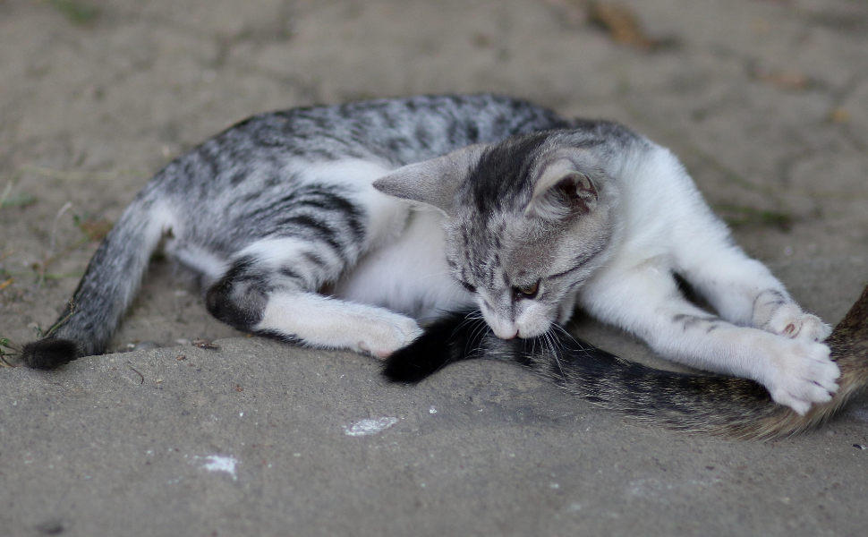 Wie sehen gesunde Katzen aus - Pawsometime