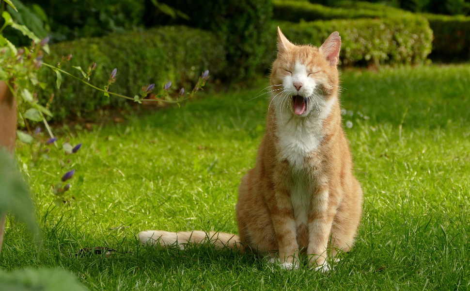 Gähnende Katze - Pawsometime