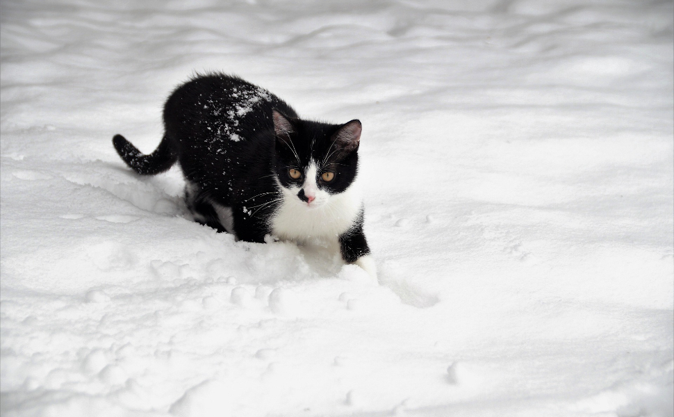 Schwarz-weiße Katze - Pawsometime