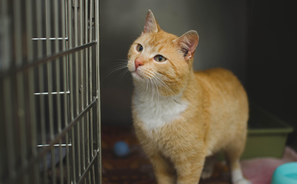 Katzenspielzeug – Pawsometime