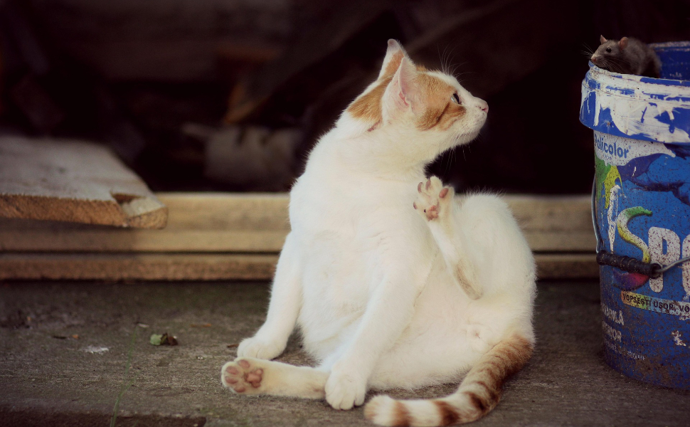 Katze und Maus - Pawsometime