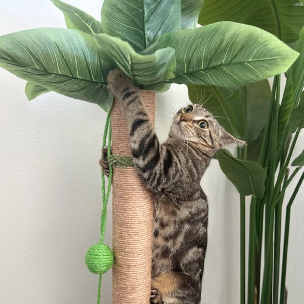 Kratzbaum Modern, Sisal Simulation einer Kokospalme, Hochwertiger Katzenkratzbaum mit interaktivem Cat-Drehteller & Sisalbälle – Bild 5